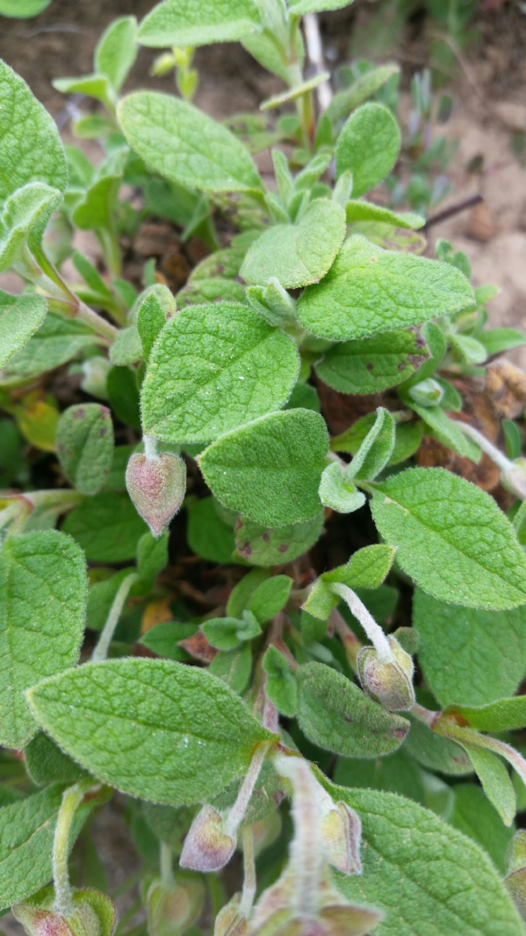 Cistus salviifolius L. (Cistaceae)